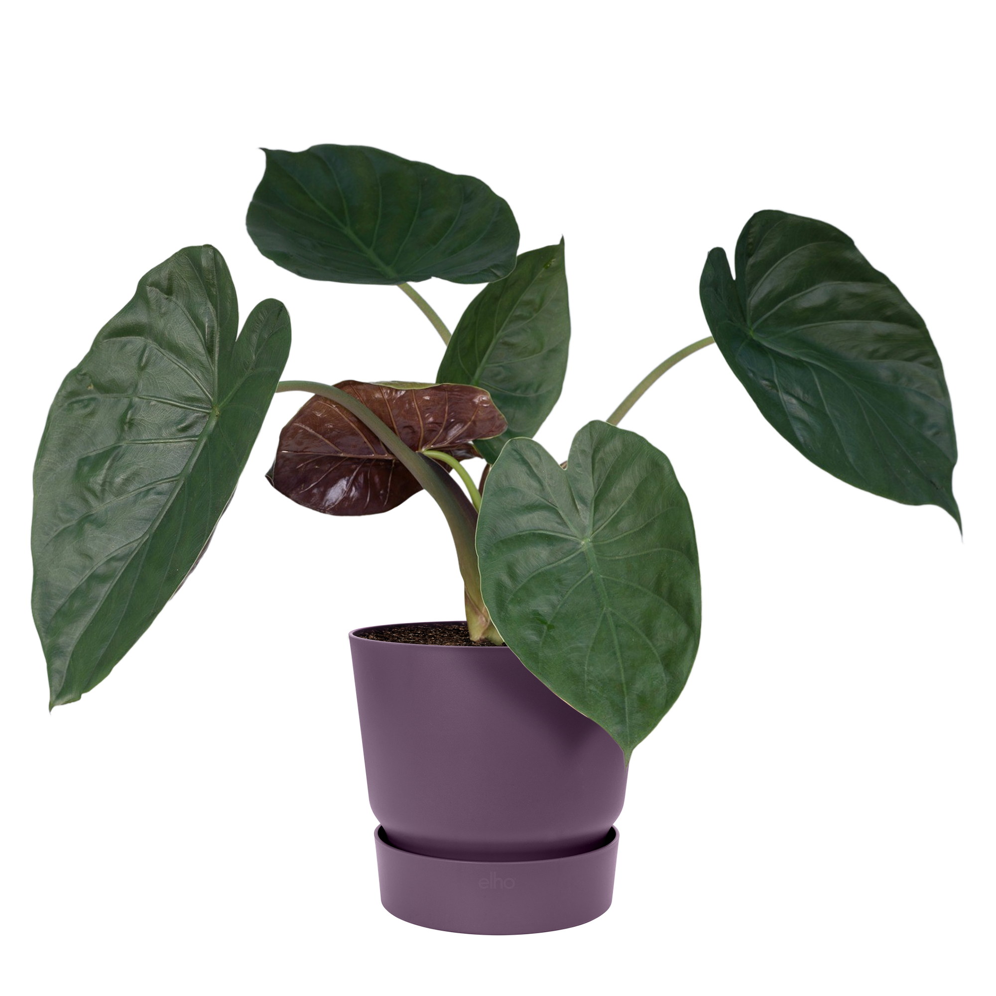 9684490d75e2df4d4ca3cdec523ce3e9